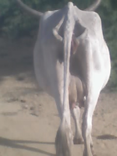 ooooooohhhhhh������  la  vaaaaachhheeee!!!!!!!!!!!